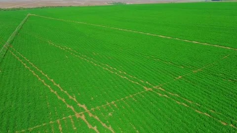 Drone View of Irrigated Crop Field with Linear Farming Patterns Stock Footage 331114552