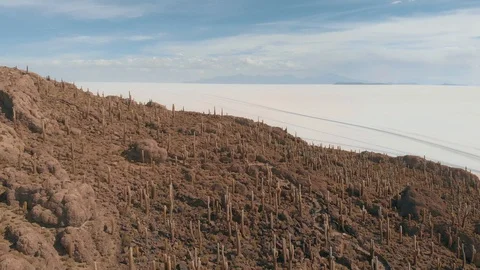 Drone View from The Island is full of cactus (Echinopsis atacamensis). Stock-Footage 125484026