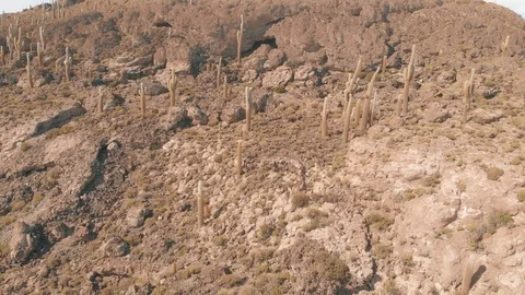 Drone View from The Island is full of cactus (Echinopsis atacamensis). Stock-Footage 125484072