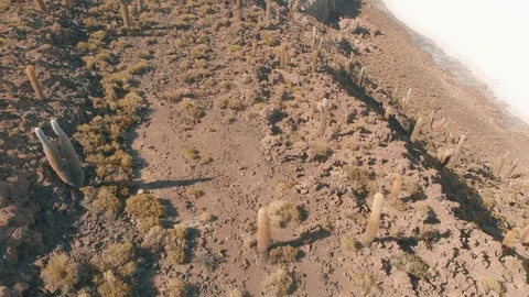 Drone View from The Island is full of cactus (Echinopsis atacamensis). Stock-Footage 125484096