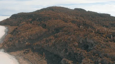 Drone View from The Island is full of cactus (Echinopsis atacamensis). Stock-Footage 125484138