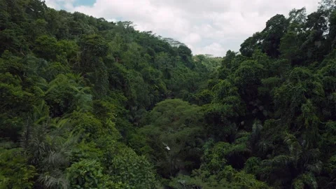 Drone view of jungle under river in Bali Stock Footage 234064427