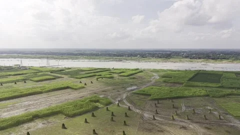 Drone View of Jute Fields with Harvested Bundles and River in Bangladesh Video stock 345966290