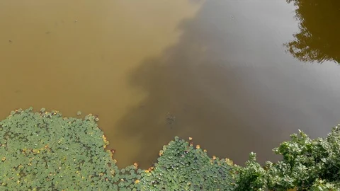 Drone view Lake with Flowers Video stock 115955815