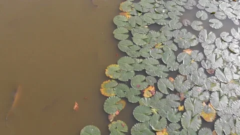 Drone View, lake with Flowers Stock Footage 115963296