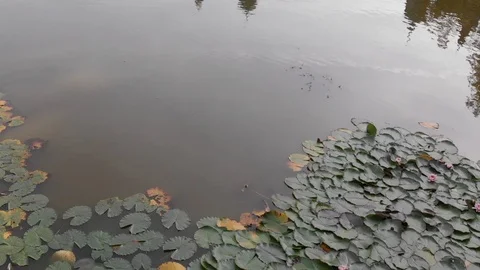 Drone View Lake in Germany Video stock 115955841