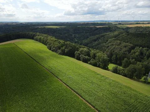 Drone view of a landscape with a corn field and trees Stock Photos