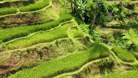 Drone view of landscape with (Manila hemp) or Musa paradisiaca in tropic Stock Footage 309262829