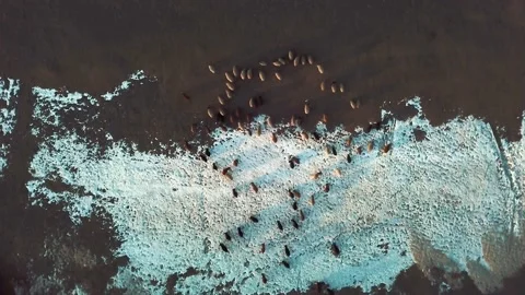 Drone view of landscape in Mongolia during the winter Stock Footage 209251323