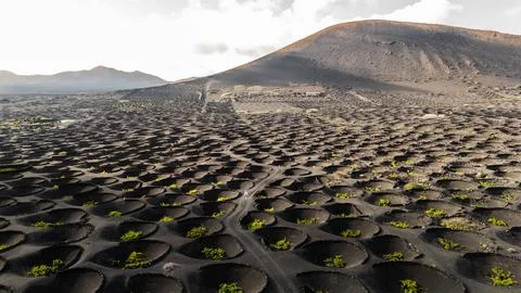 Drone view of Lanzarote's unique volcanic landscape with vineyard circles Stock Photos