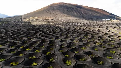 Drone view of Lanzarote's unique volcanic landscape with vineyard circles Stock Photos