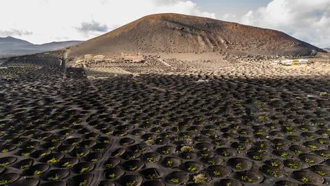 Drone view of Lanzarote's unique volcanic landscape with vineyard circles Stock Photos