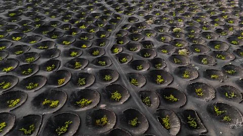 Drone view of Lanzarote's unique volcanic landscape with vineyard circles Foto stock