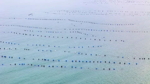 Drone view of large fishing nets arranged in the sea for seafood harvesting 库存影片 319013831