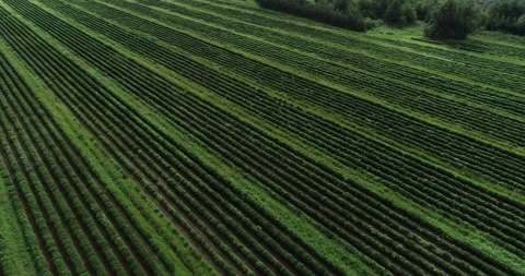 Drone view of a large green tea plantation Video stock 232891225