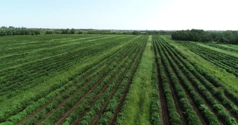 Drone view of a large green tea plantation Stock Footage 232892936
