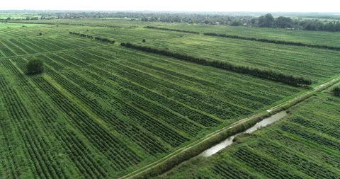 Drone view of a large green tea plantation Stock Footage 232896529