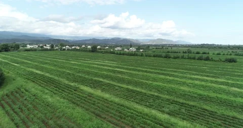 Drone view of a large green tea plantation Stock Footage 232898055