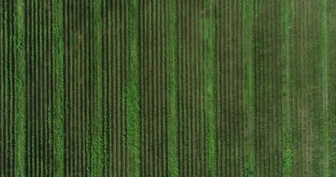 Drone view of a large green tea plantation Stock Footage 232900358
