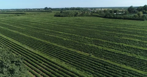 Drone view of a large green tea plantation Stock Footage 232901625