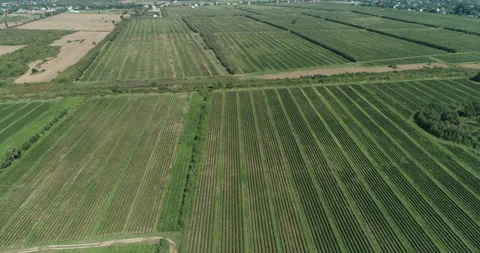 Drone view of a large green tea plantation Stock Footage 232902017
