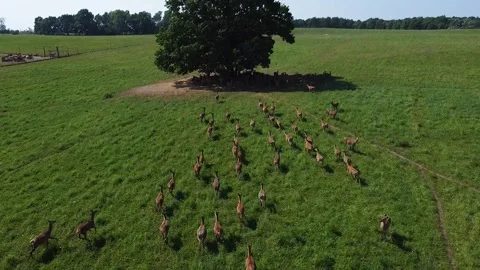 A drone view of a large herd of animals running and hiding Stockbeeldmateriaal 205047501