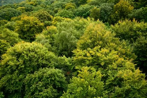Drone view of a large lush forest with green treetops. View in perspective Stock Photos