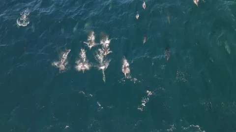 Drone View of Large Pod of Common Dolphins Migrating Stock Footage 337051730