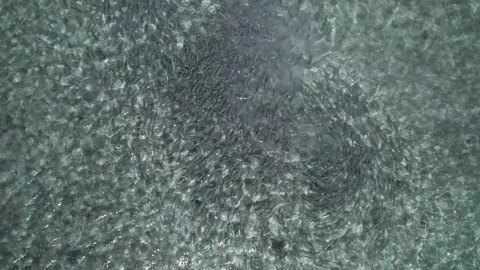 Drone view of a large school of bonefish swimming in clear shallow waters Stock Footage 278640192