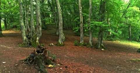 Drone view. Lateral movement in a beech forest with green leaves in summer Stock Footage 214457291