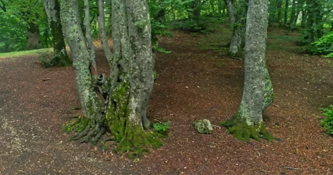 Drone view. Lateral movement in a beech forest with green leaves in summer Stock Footage 214458206