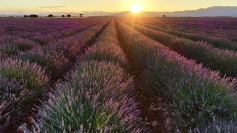 Drone view of lavender field in Provence, France, flying above lavender fields Stock Footage 313271618