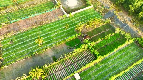 Drone view of lighthouse foot and farm rows Video stock 335434459