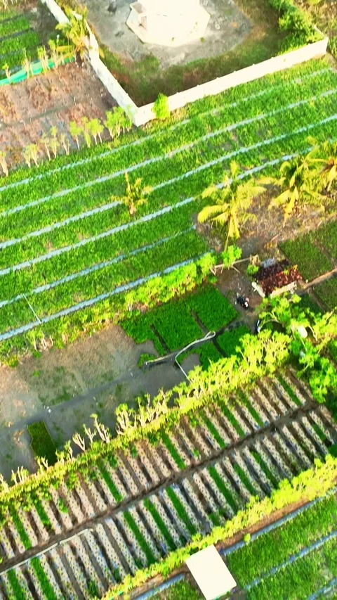 Drone view of lighthouse foundation and farm rows Stock Footage 335432485