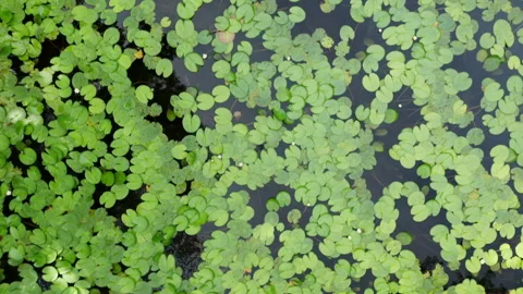 Drone View of a Lily Pond Stock Footage 244856873