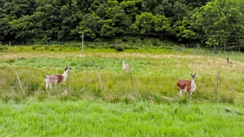 Drone view of llamas eating green grass in Scotland. Stock Footage 282308323