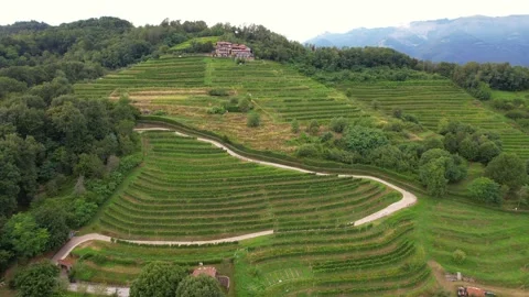 Drone view of Lombardy vineyard and rolling green hills, scenic countryside Stock Footage 315134355