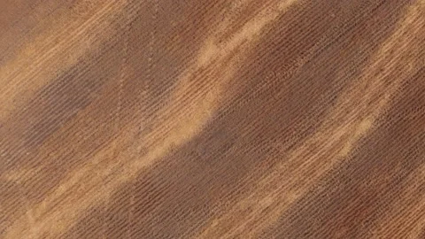 Drone view looking straight down into a harvested wheat field.  Stock Footage 142390722