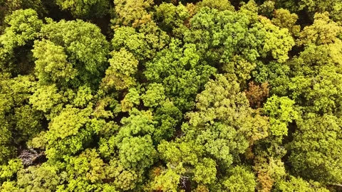 Drone view looking straight down at a dense forest canopy transitioning from lus Vídeos de archivo 319701909