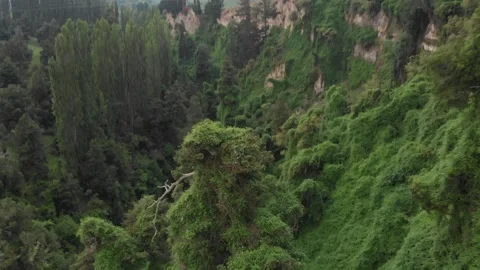 Drone View Of Lush Forest In New Zealand, Drone Moving Forward And Down Stock Footage 145719953