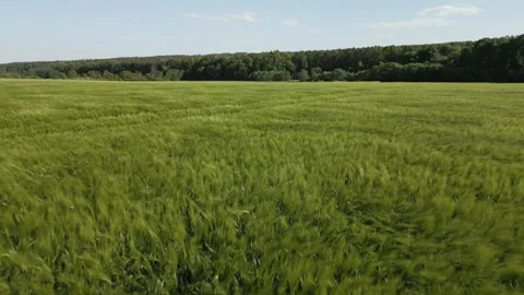 Drone View of Lush Green Wheat Field in Spring Stock Footage 307512181