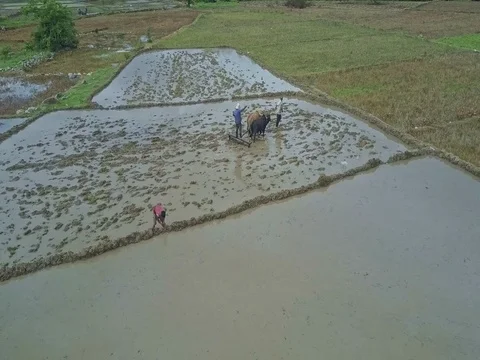 Drone View Man Draws Oxen to Smash Ground Lumps among Fields Vídeo Stock 79677600