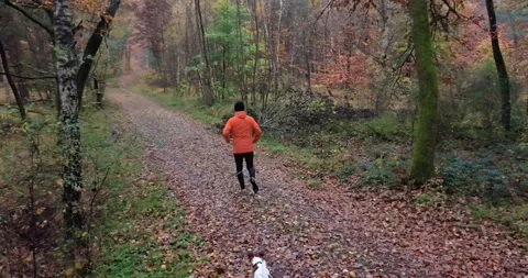 Drone view of man jogging through a colorful autumn forest Stock Footage 321136223