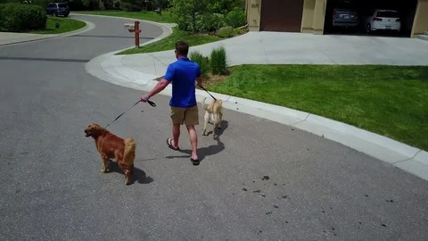 Drone View of Man Walking Two Dogs Stock-Footage 76500230