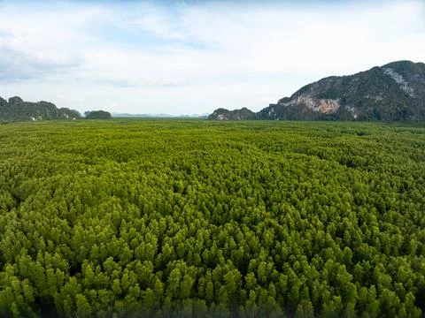 Drone view Mangrove forest trees in Thailand. Stock Photos