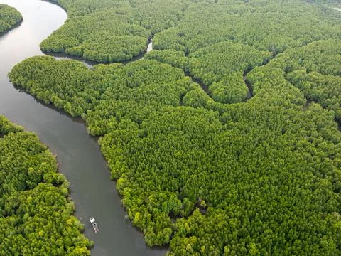 Drone view Mangrove forest trees in Thailand. Stock Photos