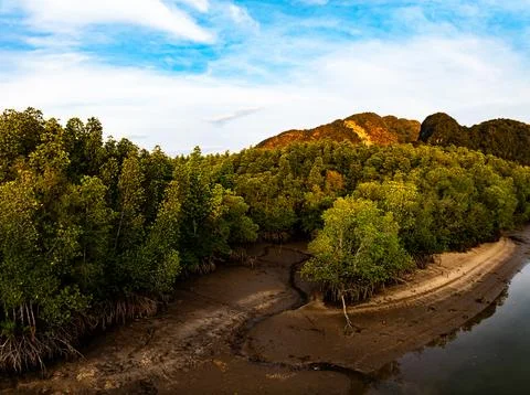 Drone view Mangrove forest trees in Thailand Stock Photos