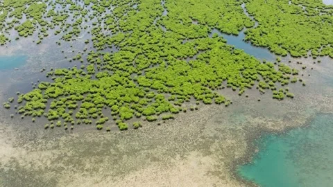 Drone view of Mangroves forest and river. Stock Footage 259863947