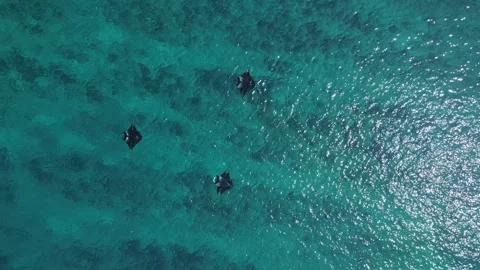 Drone View of Manta Rays Swimming Together Stock Footage 279918569