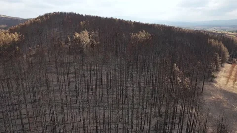 Drone view of many damaged trees by the forest fire. 4K Video. Video stock 160850475